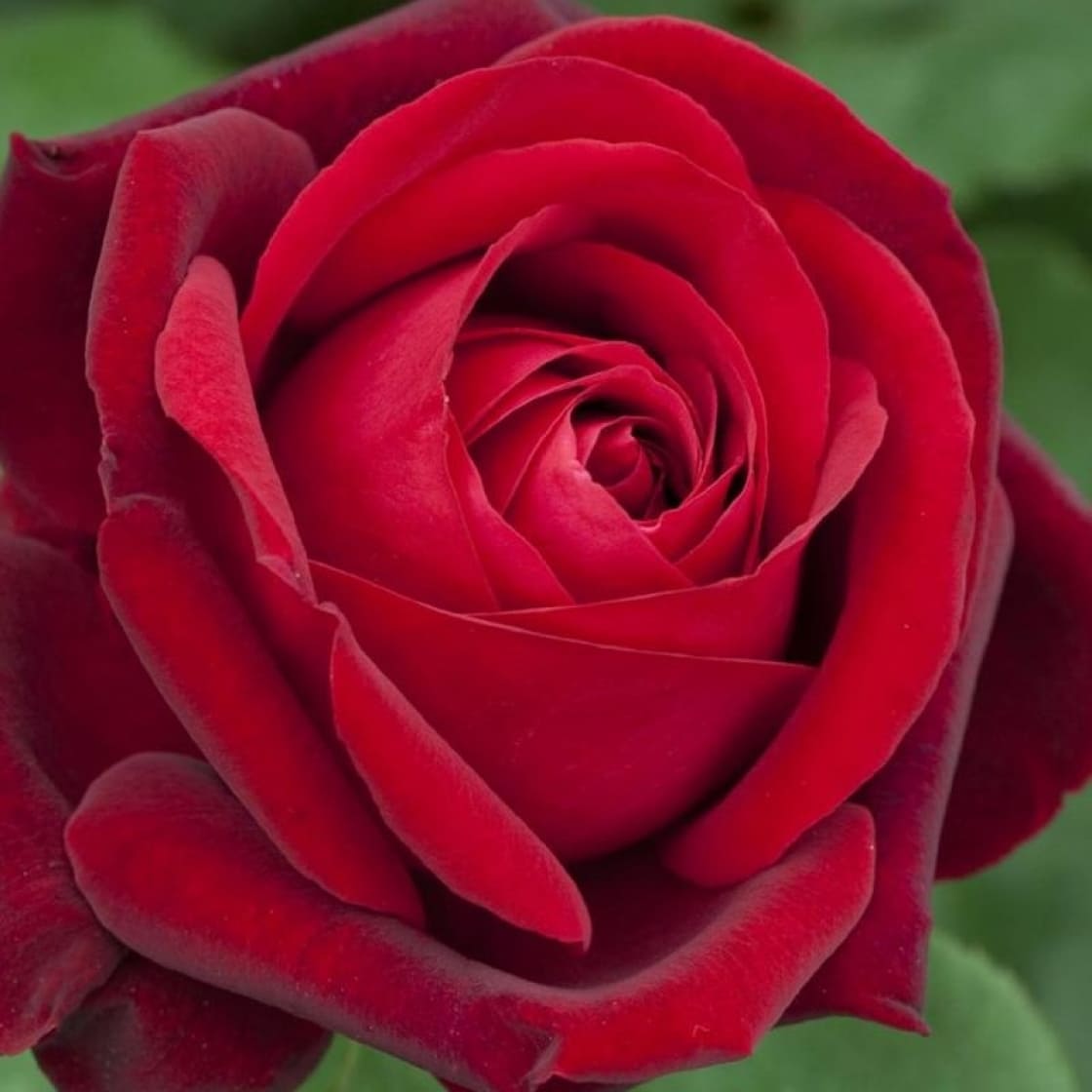 Інгрід Бергман кава